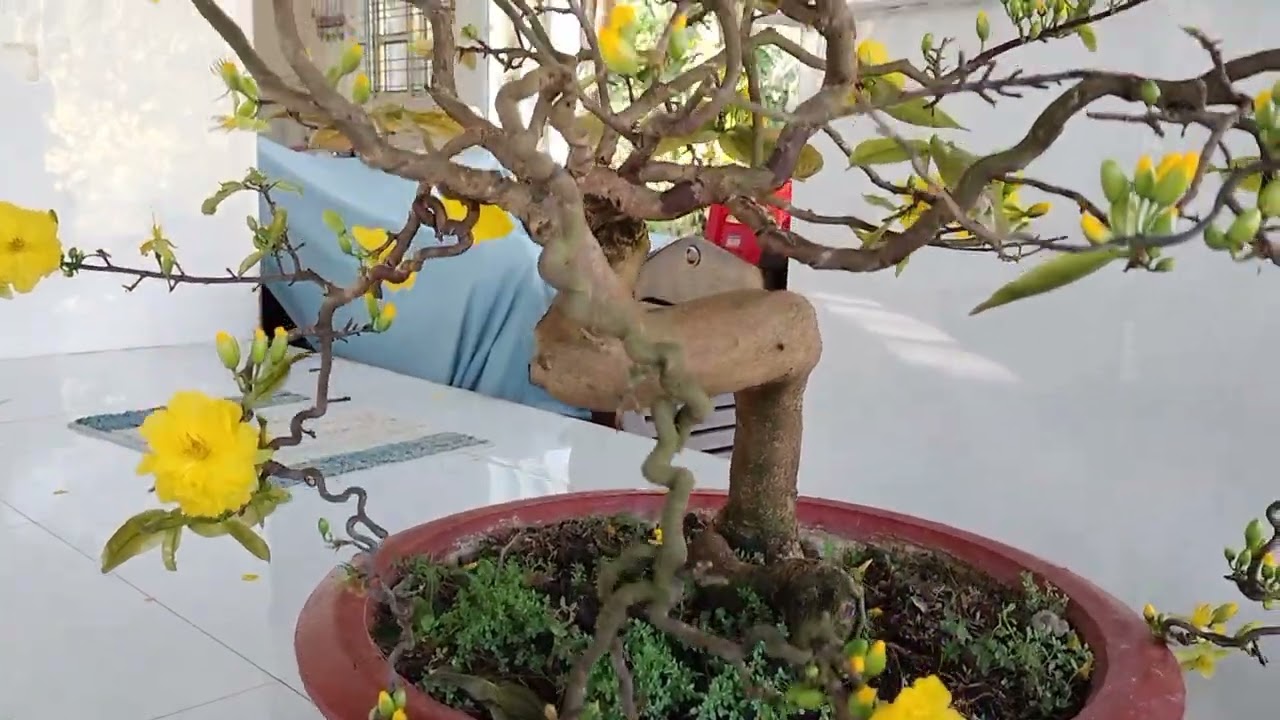 Hoa mai #hoakiengngaytet #maivang #hoadocla