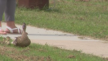 Sioux Falls Nursing Home releases Ducks 8-12-25