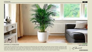 Jazz House Mix 2026 🌿 EP.010 | Dypsis lutescens (Focus / Study / Work)