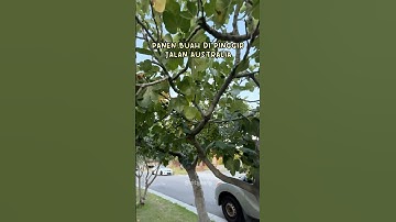 Pohon buah Zaitun di pinggir jalan bebas diambil #diasporaindonesia #shortsviral #australia