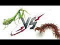 Scolopendra vs Mantis | WHO WILL WIN?