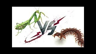Scolopendra vs Mantis | WHO WILL WIN?