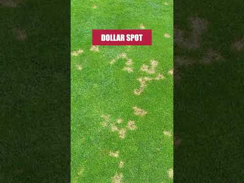 Video: Dollar Spot hoặc Spider Webs trên bãi cỏ: Lý do tạo trang web trên bãi cỏ