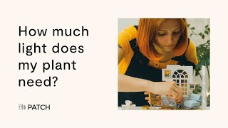 How much light does my plant need? 💡🌿