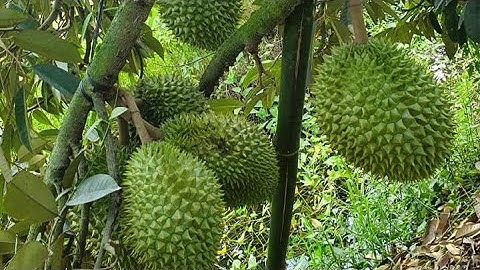 ✅ BÁN VƯỜN SẦU RIÊNG 7 SÀO 4 (7.400m2 ) GẦN SÂN BAY LONG THÀNH - CẨM MỸ - ĐỒNG NAI / LH: 0935605866