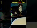 Owner Protected the pot and bowl, but not the cat #best #cat #funny #pets  #funnycats