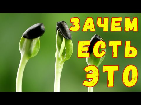 Проростки Семян Подсолнуха Творят Такое … | Полезные Советы для Жизни