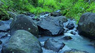 Rushing Boulder Creek & Morning Songbirds ☀️ Fresh Soundscape for Deep Focus & Work