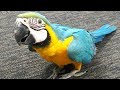 Parrot - A Cute And Funny Parrots Videos Compilation 2019