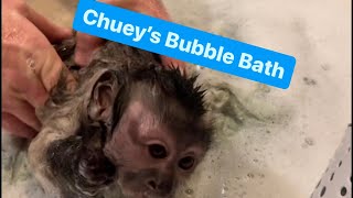 Chuey takes a Bubble Bath 🐒 🧼 #monkey #bath #funny #funnyvideos #monkeys #cute