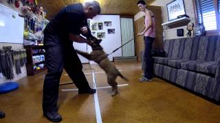 Malinois Puppy Training Bitework 10 weeks old