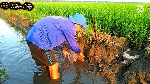 Đặt Lợp Ếch Mồi Cá Rô Sống Vụ Lúa Đông Xuân 2021//Út Miền Tây