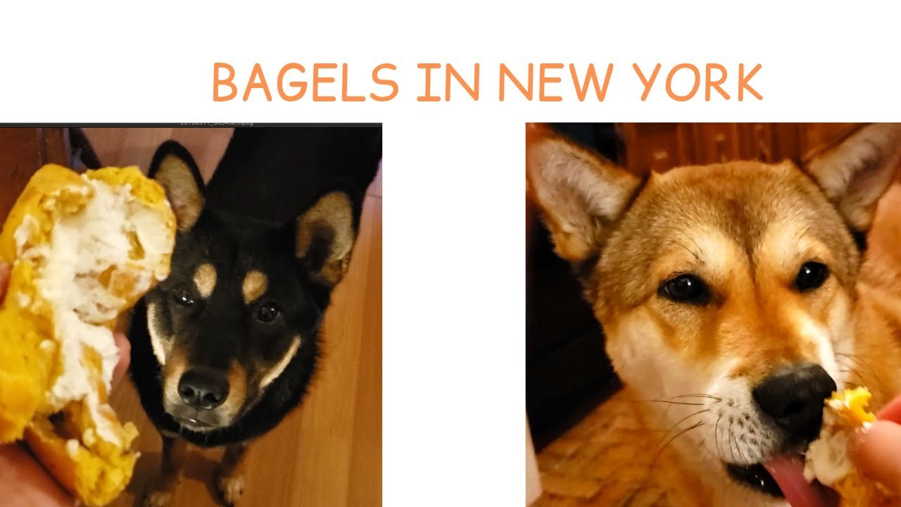 Jindo Dogs Eat Bagels Mukbang YouTube Jindo Dogs Eat Bagels Mukbang YouTube