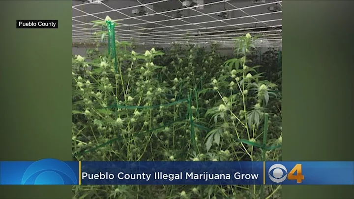 Authorities Uncover Illegal $1.2 Million Pot Grow Operation