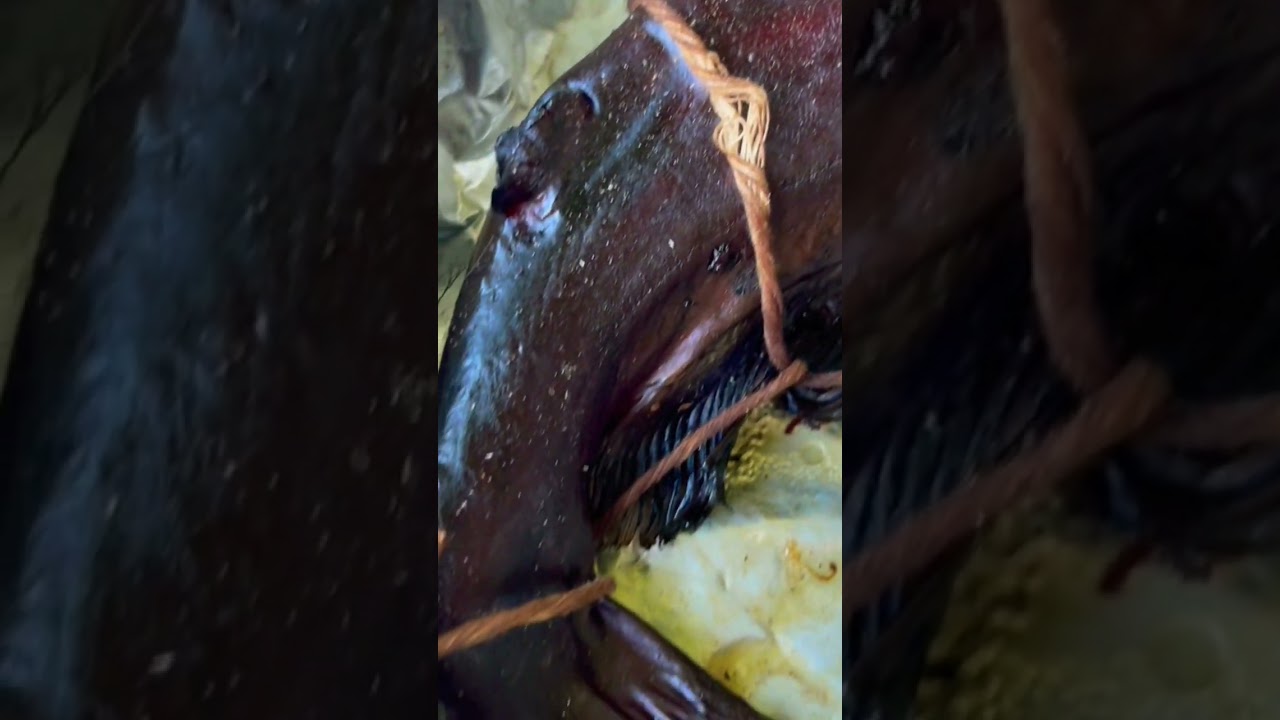 Сом, горячего копчения, отAR