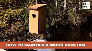 How to Maintain A Wood Duck Box