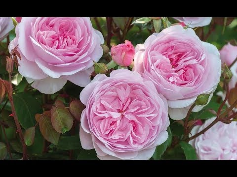 Best Roses-David Austin® Olivia Rose Austin // GORGEOUS English rose,🌸 ...