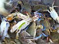 Have you ever seen this snail before #cookingtips #cooking #food #shorts