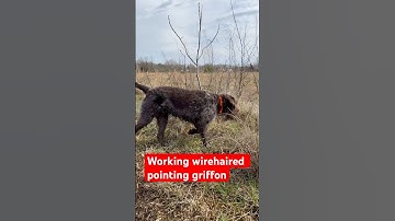 Wirehaired pointing griffon closing in on quail #wirehairedpointinggriffon