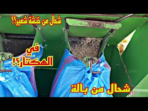 شحال ديال الشعير و شحال من بالة التبن عطانا في الهكتار هاذ العام 2023