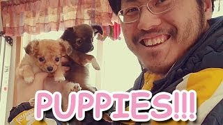 The Most Adorable Puppies Found On Craigslist!!!