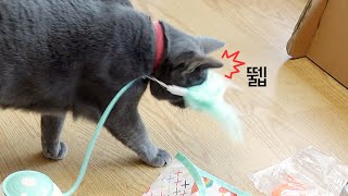 고양이 장난감이 고양이를 때려서 환장해요 by 젤리공작소 (4마리 고양이) 2,979 views 2 years ago 6 minutes, 5 seconds