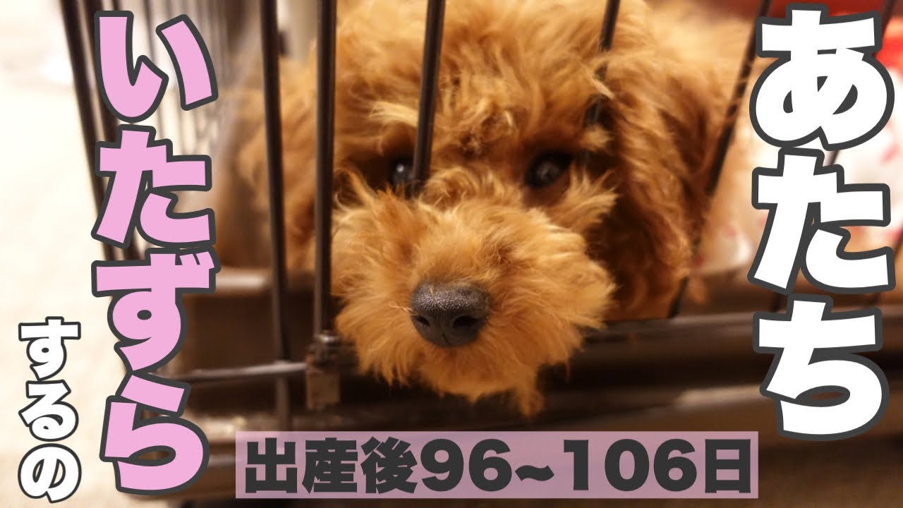 初公開犬交配動画 妊娠しました ヒートから交配ー妊娠中のお腹 子犬は何匹 初公開します Youtube 初公開犬交配動画 妊娠しました ヒートから交配ー妊娠中のお腹 子犬は何匹 初公開します Youtube
