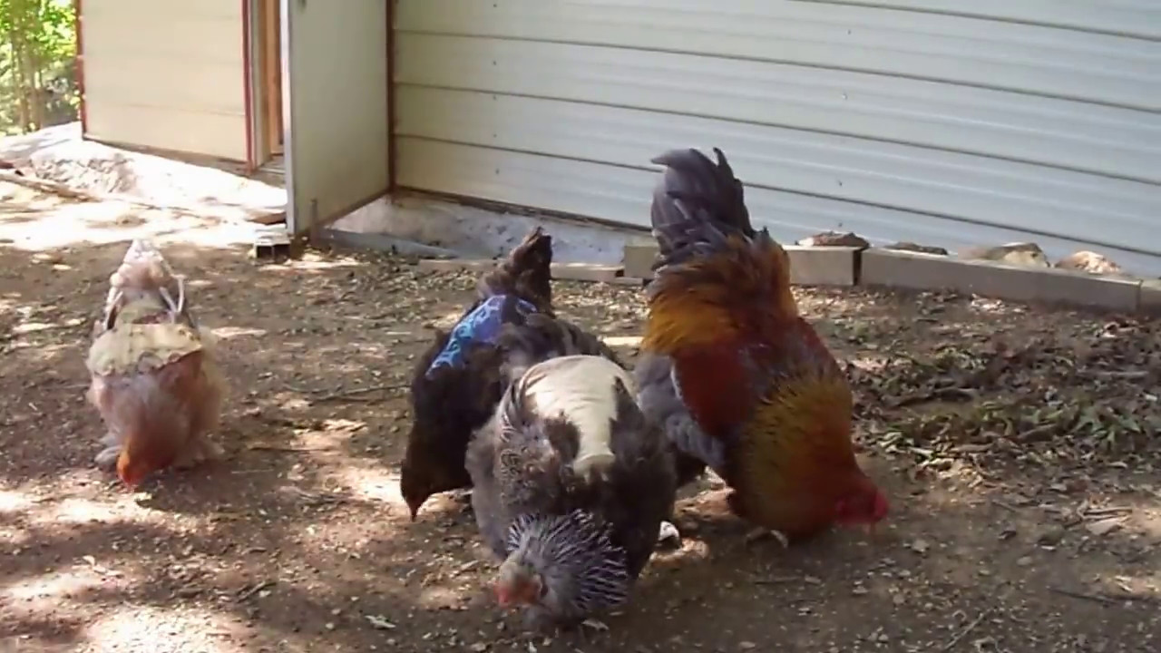 Medicated vs Non-Medicated Feed for Chicks