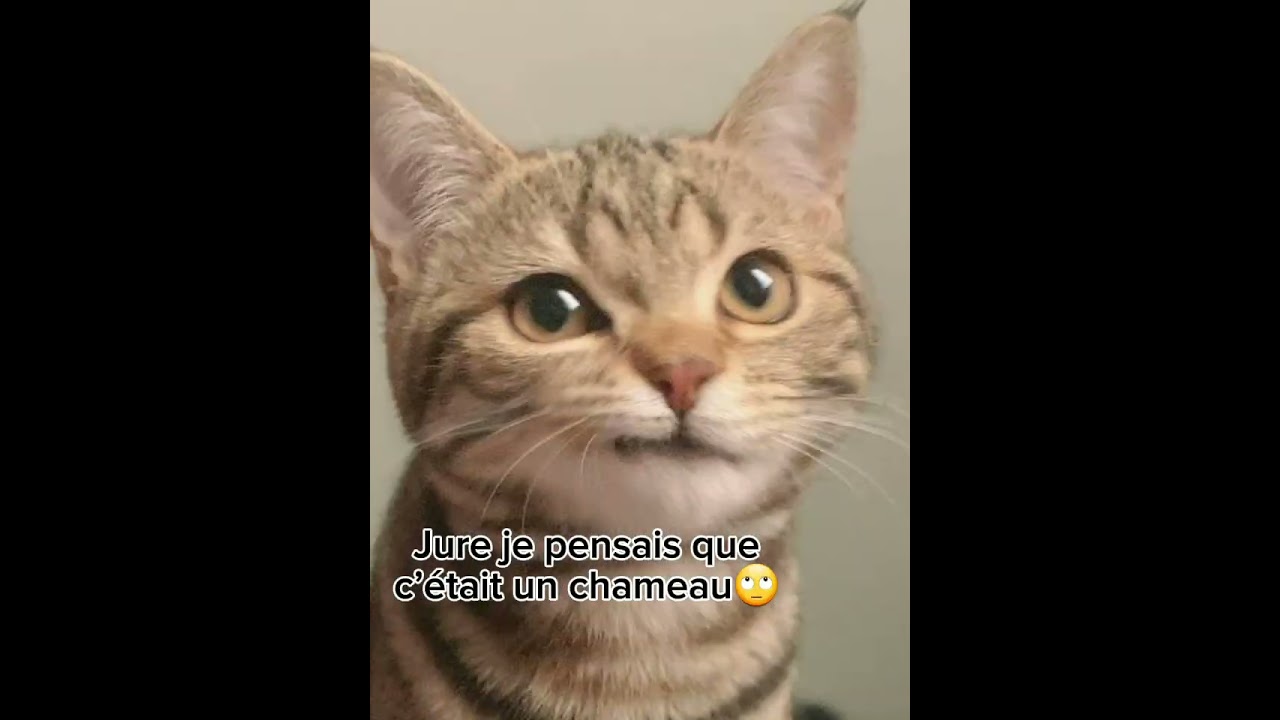 je dois t’avouer quelques choses...#drôle#chat