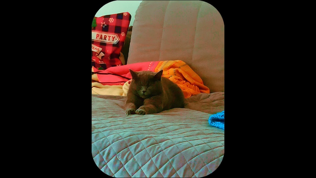 SO SWEET Cat on our couch - looks like decoration 🤣