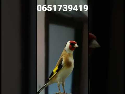 تغريد المقنين زين تاع اخي حسن سوق العيون القريعة