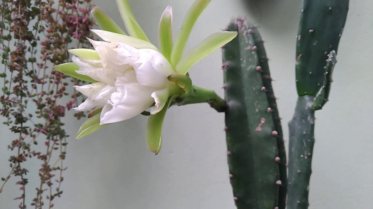 Você conhece a flor do cacto mandacaru? | Cereus jamacaru - thptnganamst.edu.vn