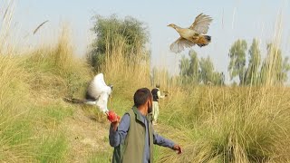 Superb Hawking and Hunting Partridge || Partridge hunting by falconers || Raptors Today