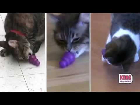 kitty kong