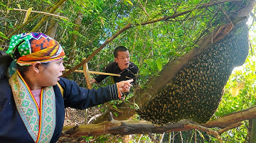Dwarf Family Discovers Giant Python Climbing Tree - Giant Beehive in Wild Forest - Primitive Life
