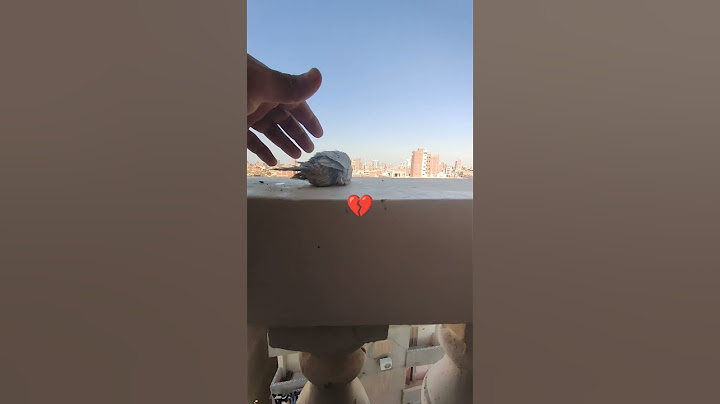 العصفور وانا بصوره علي سور البلكونه ☕☕☕كان هيقع 💔💔وفي اخر لحظه حصل ايه 🤔🤔