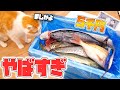 ネットで5千円の魚おまかせセットを買ったら最高すぎたwww