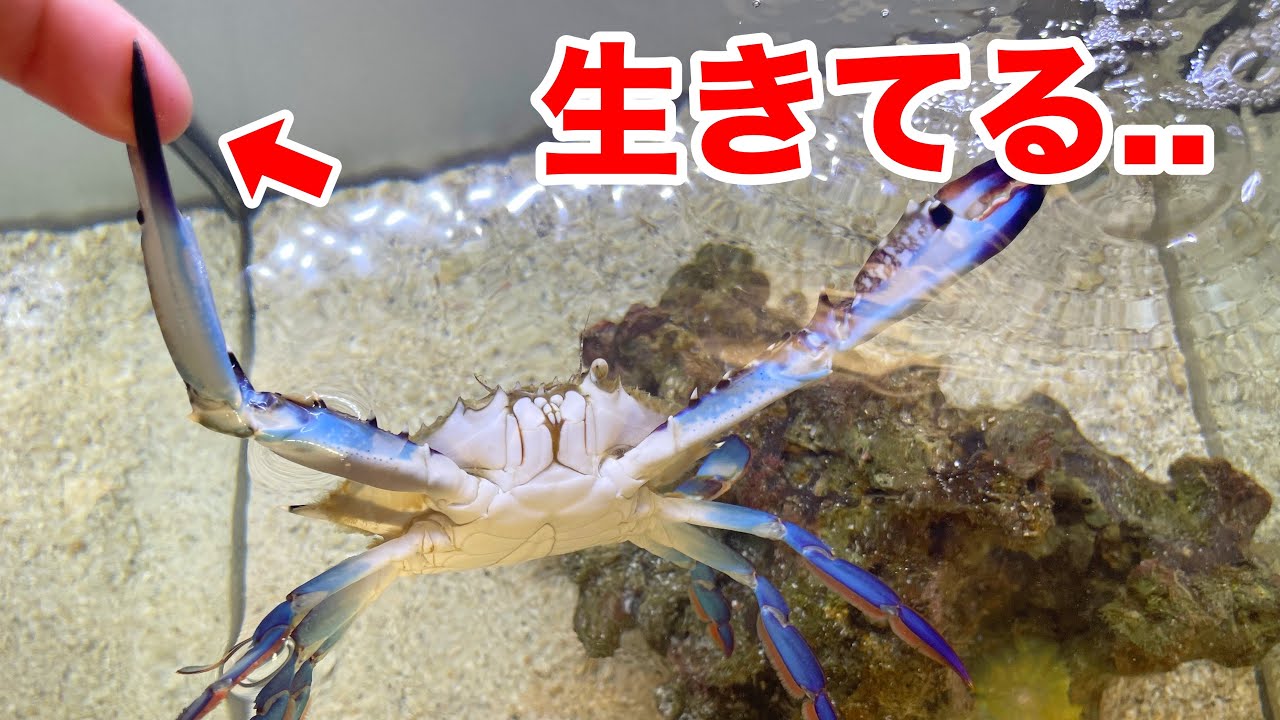 一度挟んだら絶対に離さない瀕死のカニを水槽に入れたらヤバすぎた...！！