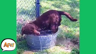 Failing On Four Paws Funny Dog Fails Afv 2021