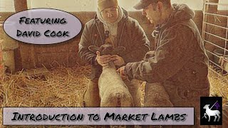 Market Lambs 101 | David Cook Interview