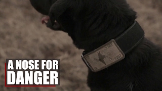 A Nose For Danger | K9's sniff out dangerous explosives