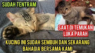 Kucing Jalanan Kakinya Sakit Part 2  Akhirnya Sembuh Bahagia Bersam Kami ‼️