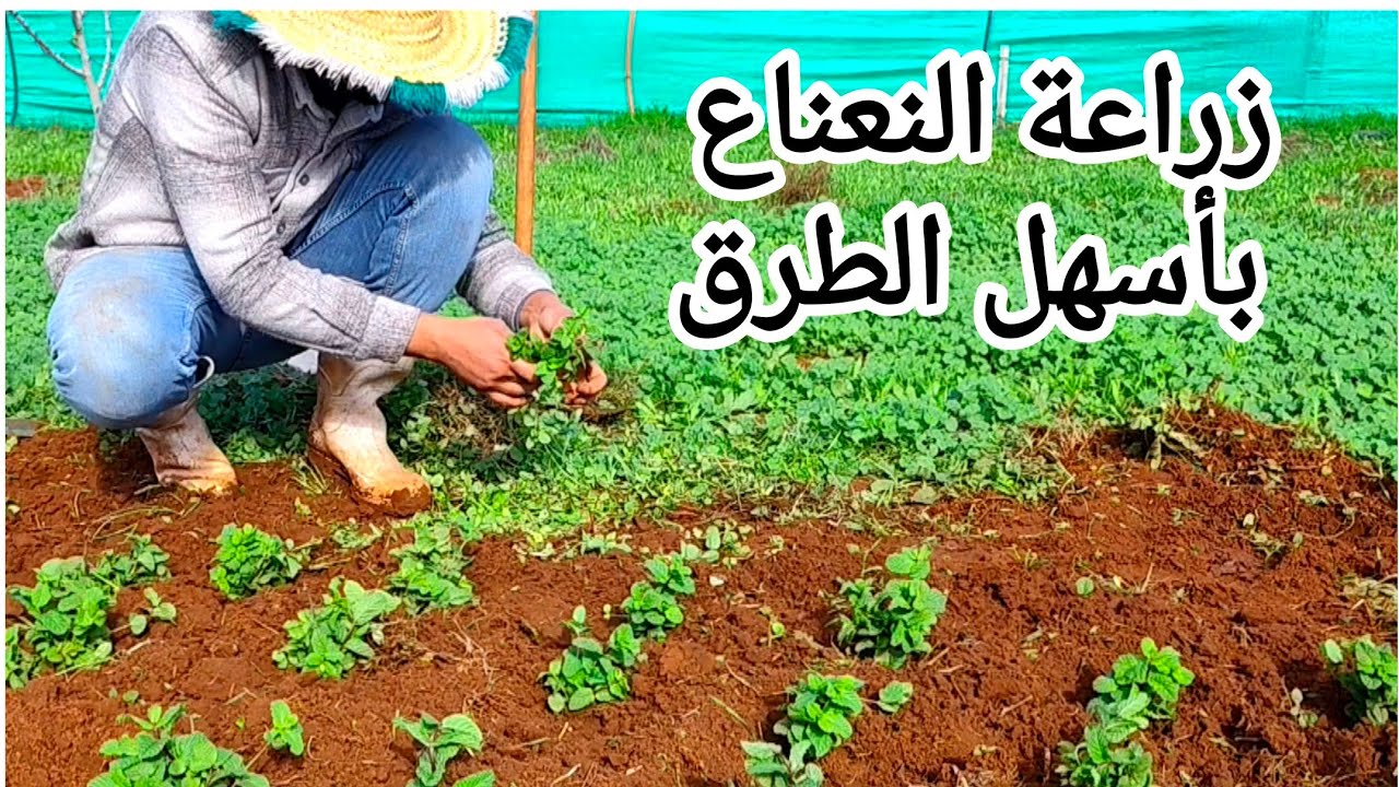 زراعة النعناع بأسهل طريقة