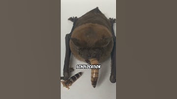 How do bats use echolocation?