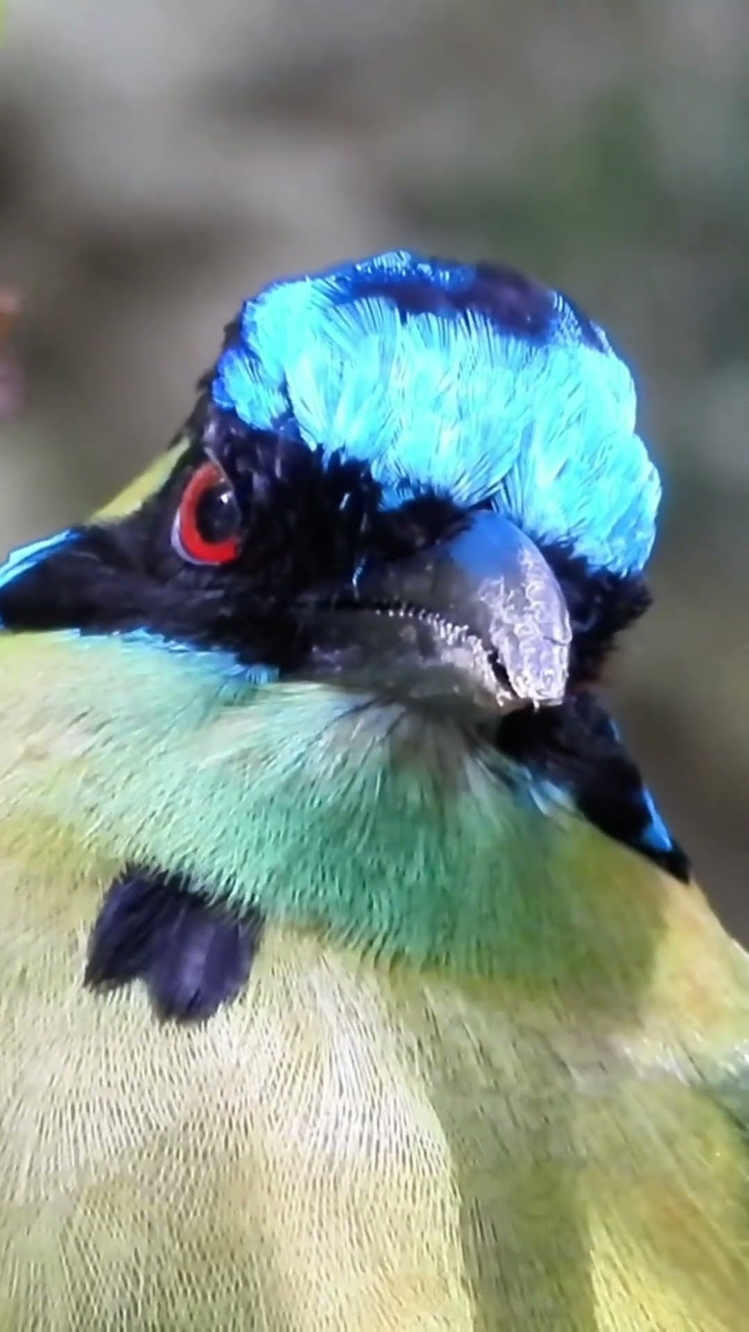Majestic Beauty Of a Bird