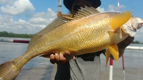 Săn Cá Sửu Vàng Trên Sông Lớn | Dân Chơi Đi Câu