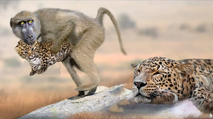 Baboons Kidnap a Leopard Cub, Leopard Mother Takes Revenge on The Baboons - DayDayNews