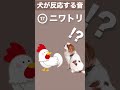 【犬が反応する音】その(17) 犬が喜ぶ音／犬が首をかしげる音／犬が寄ってくる音 #shorts