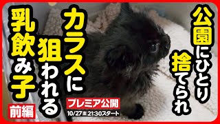 【子猫 保護】人の手で捨てられ、カラスに狙われていた子猫を緊急保護しました