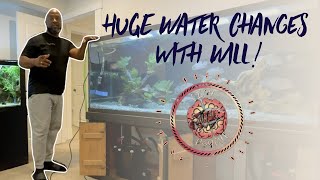 HUGE water changes in over 800 Gallons of CICHLID tanks!